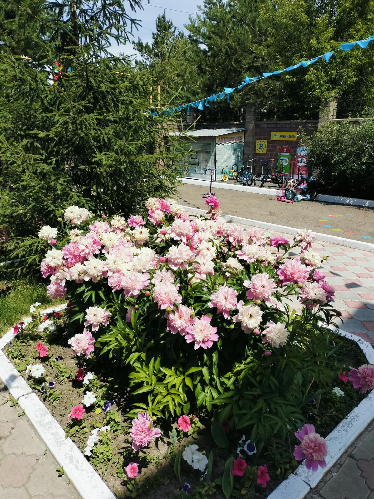 Наш дворик (территория) (2)